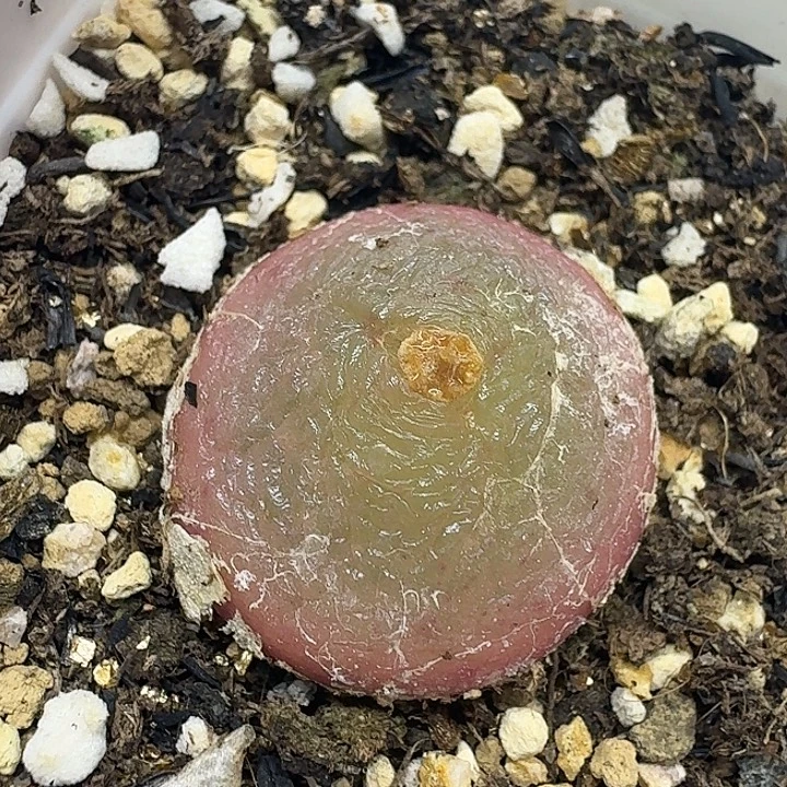 老马生石花2.5灯泡266