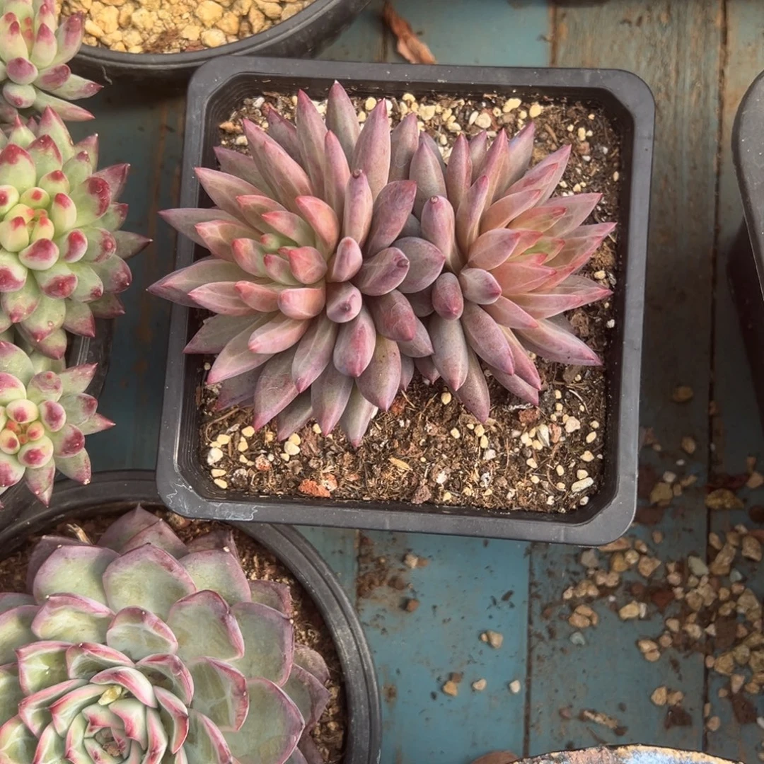 精品多肉植物老桩