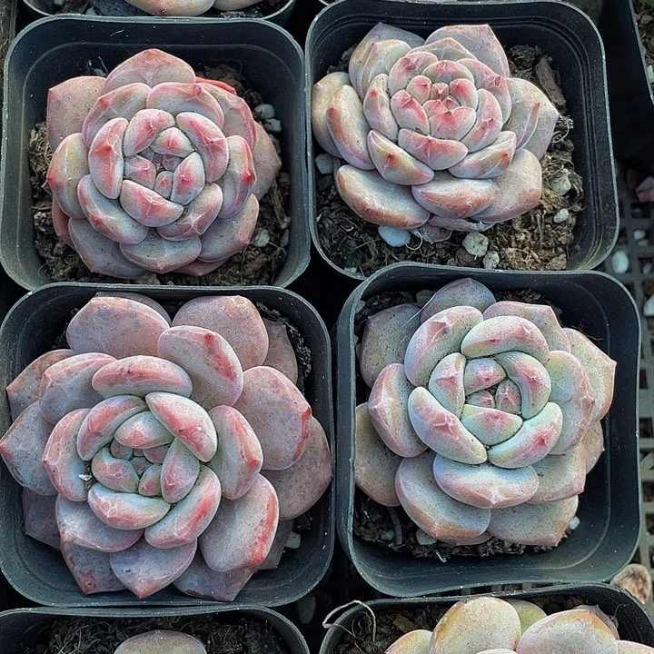 网红星影2.8带盆