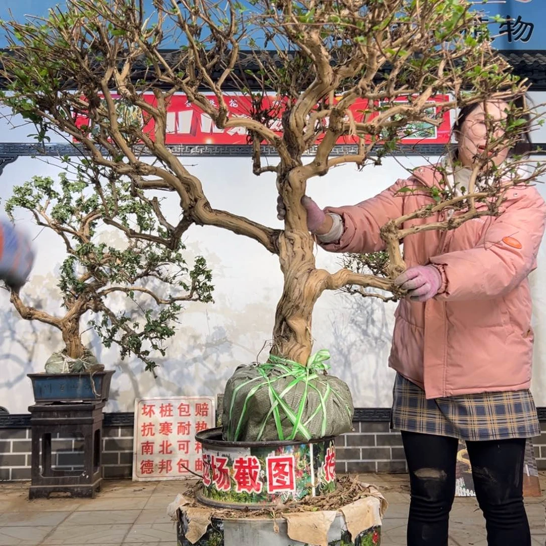 无花朵金银花88888