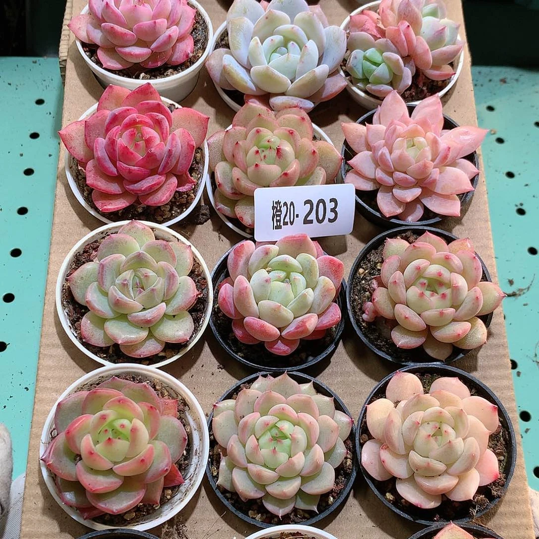 20-203一物一拍带盆18颗。