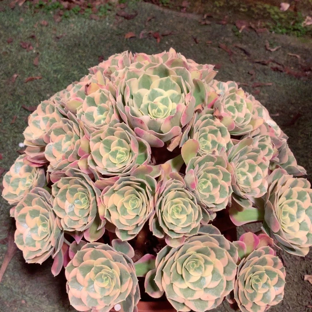 妖月捧花，多肉植物