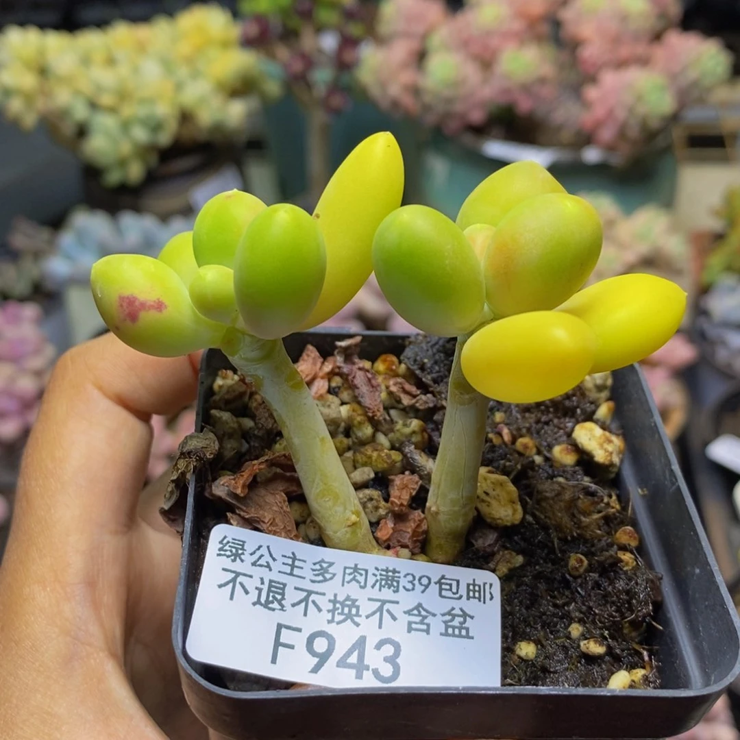 943金蟾芒果奶多肉5c m