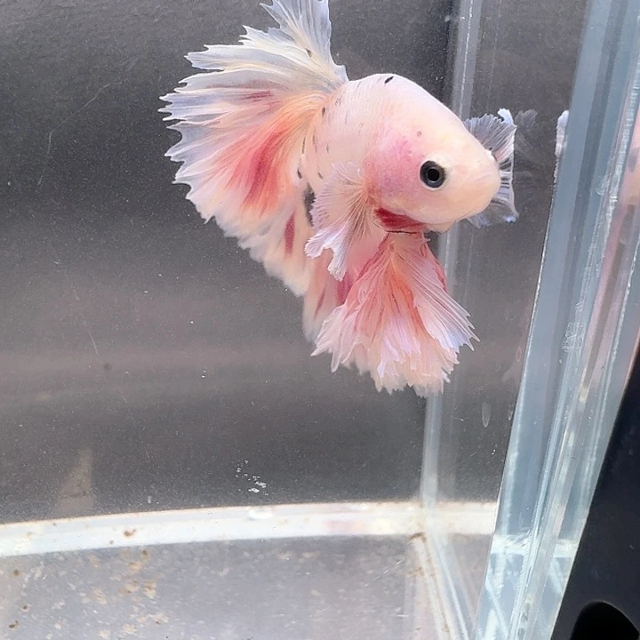 海水鱼136号印尼hmpk