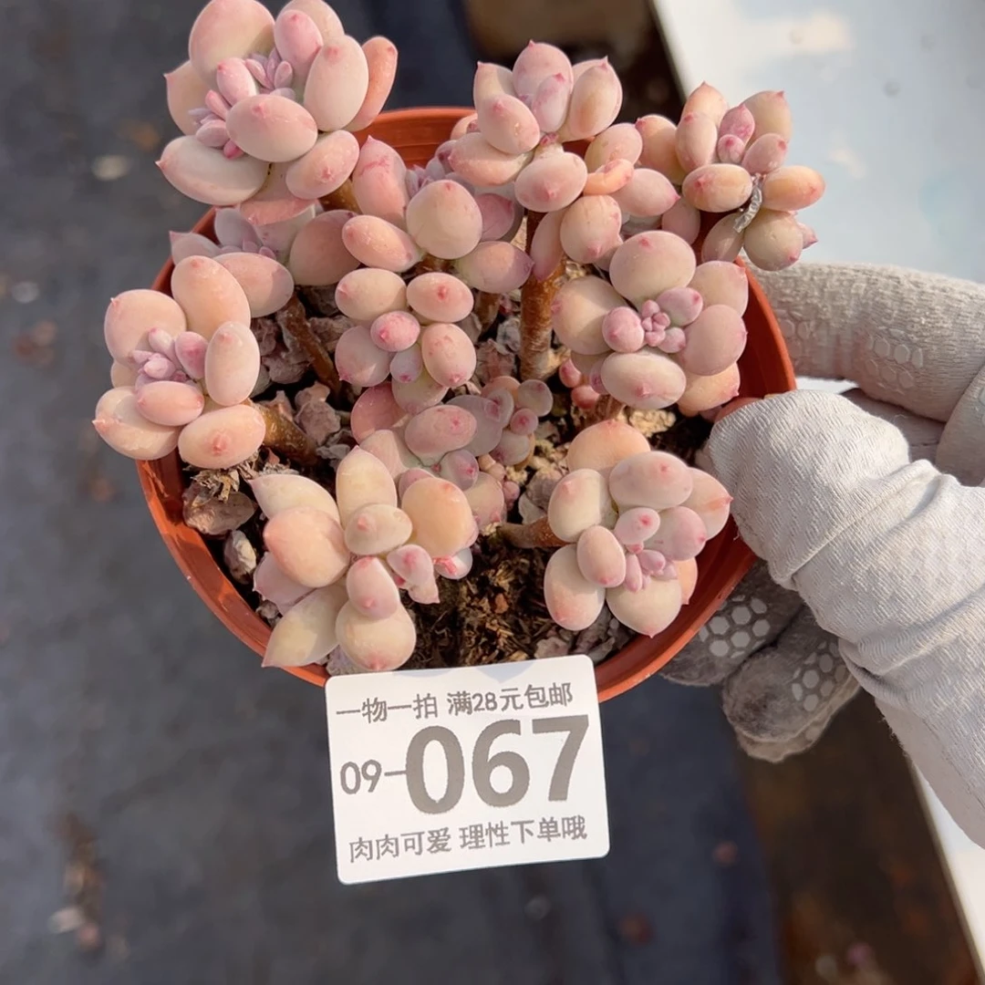 苹果奶不包整多肉多肉多肉多肉