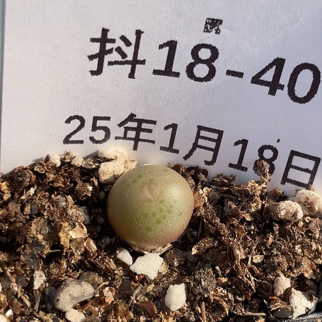 18-40肉锥大g苗多肉植物