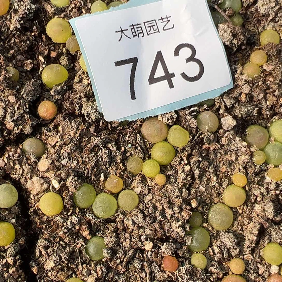 量拍日系红皮拉登1颗尺寸0.7上下