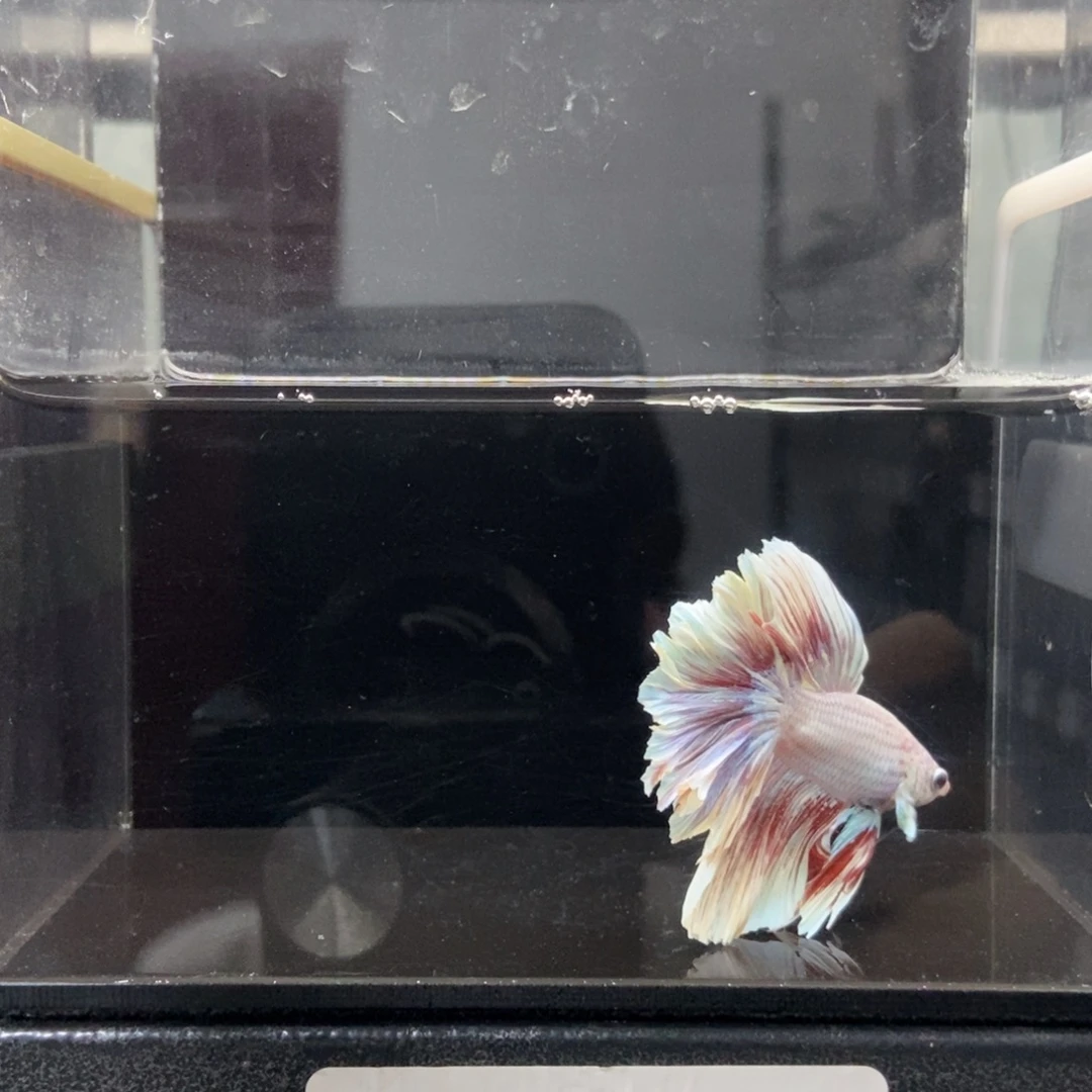 海水鱼哈哈哈啊哈哈218