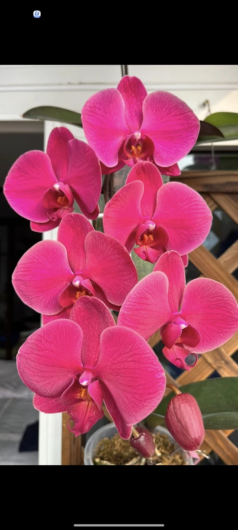 【洋洋得意】蝴蝶兰 抽梗苗 3.5寸杯