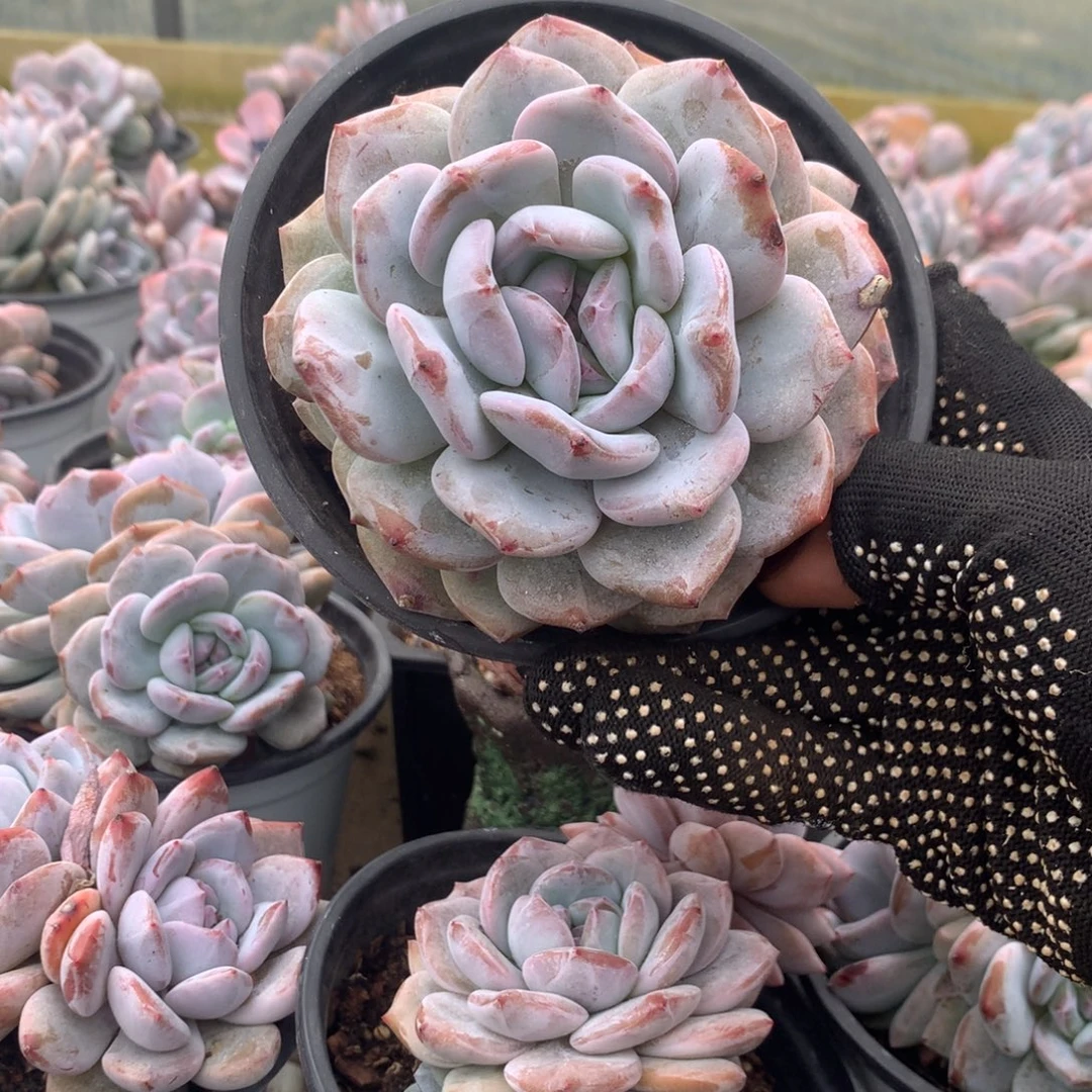 3花花花花花花花花花