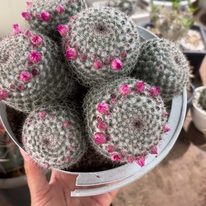 群生大群玉翁好养