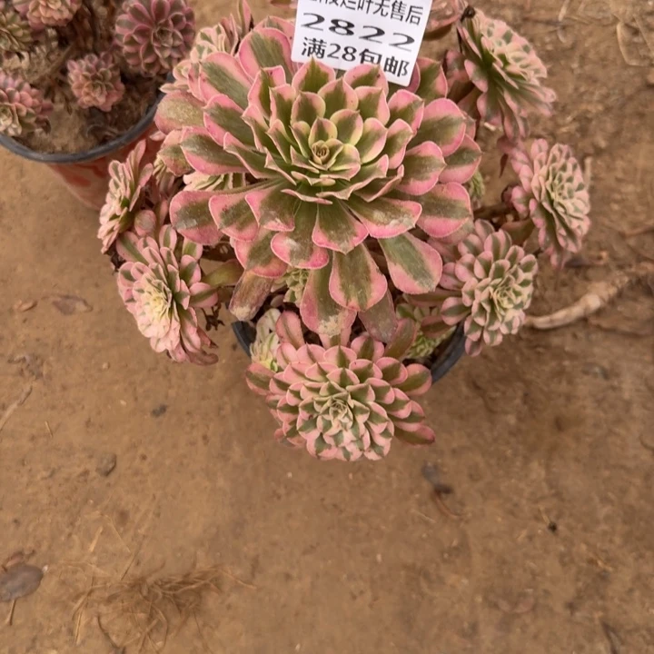 2822二号棚红铜鼓A