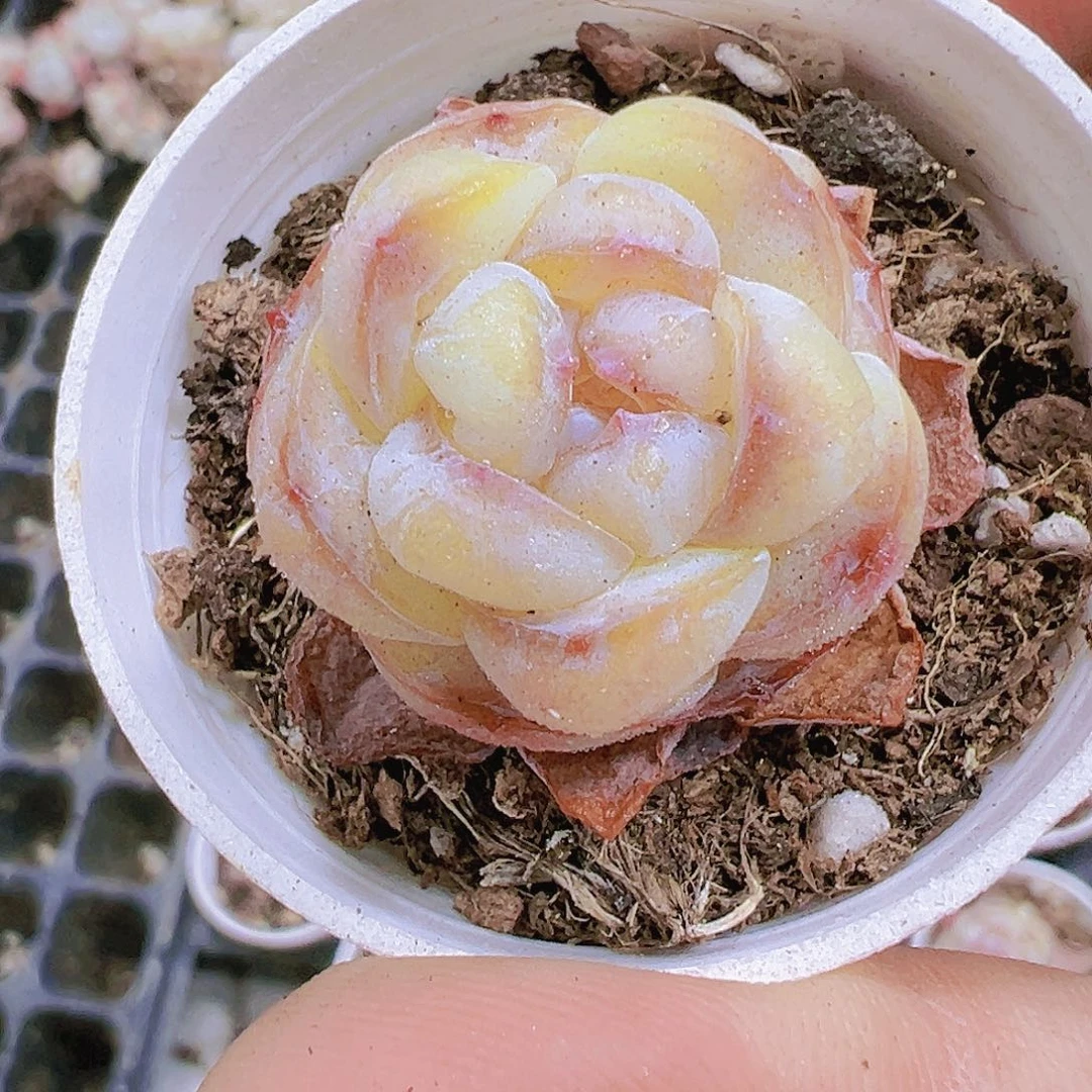 水晶糖块19包邮多肉