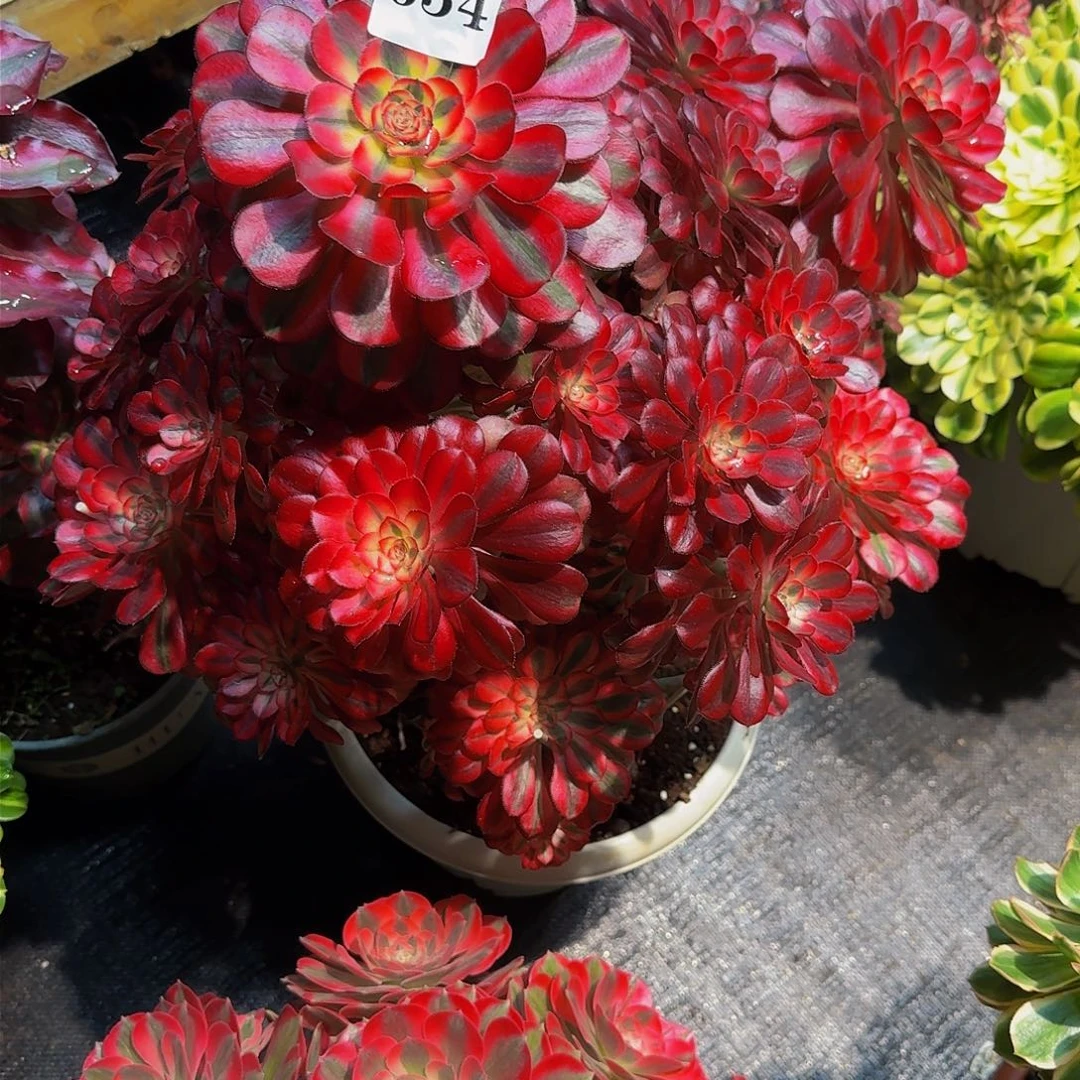 晨***悟634多肉植物法师