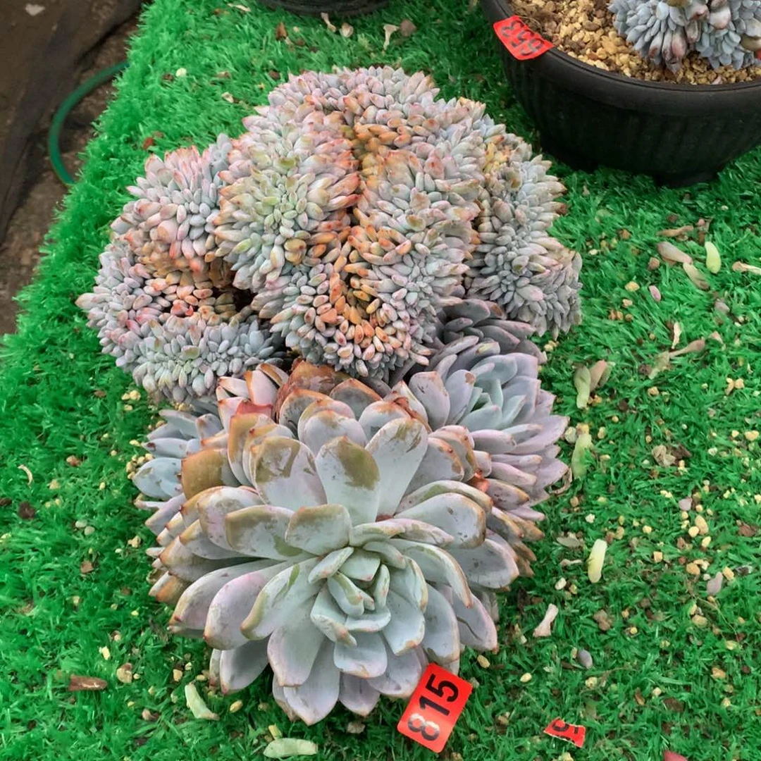 815橙子缀多肉植物微瑕