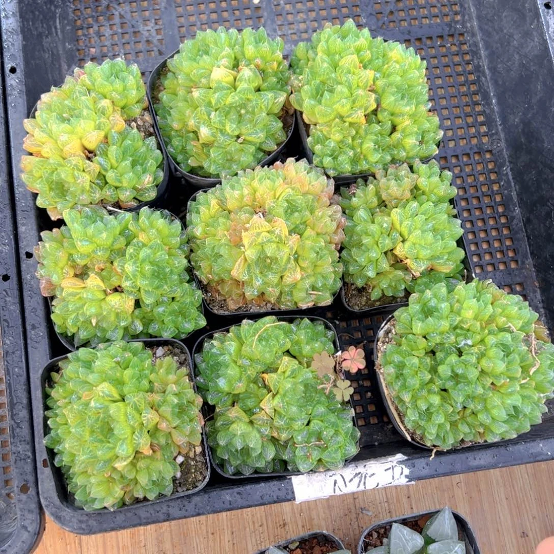 雪花群多肉多肉一颗