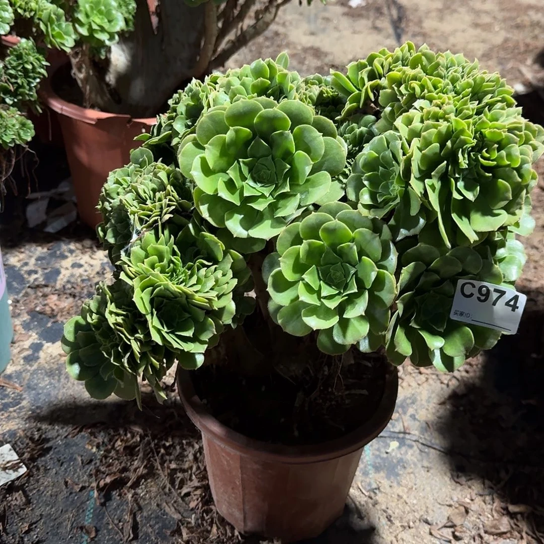 974绿缀朵朵一颗呀呀