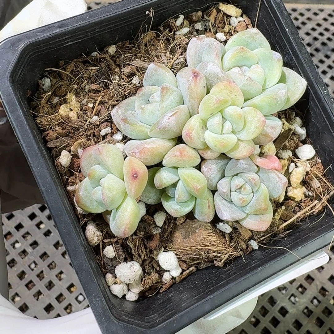 200 号到手1框～一物一拍