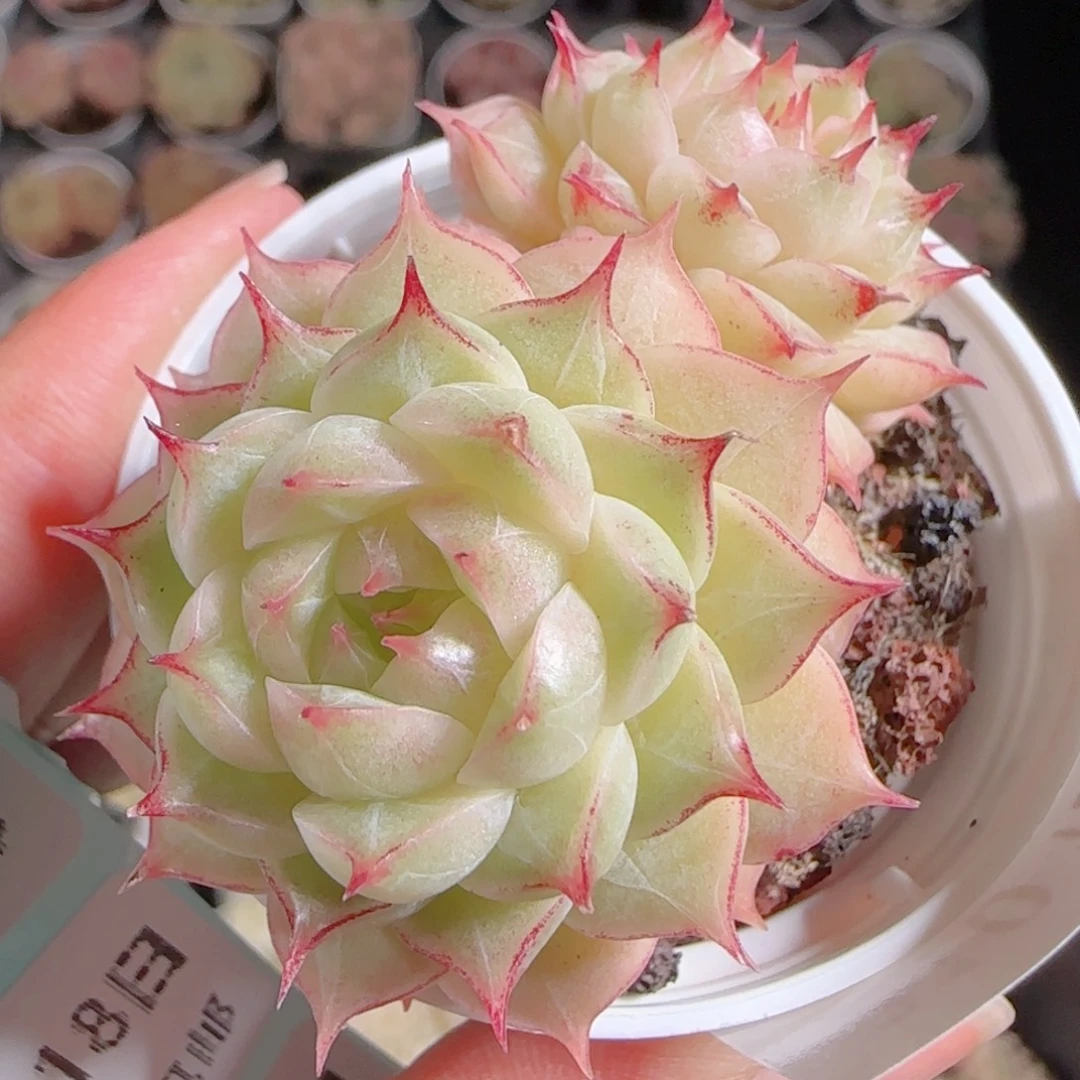 花语多肉1218-210魔仙散