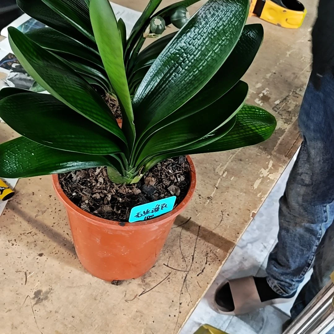 完全开放君子兰三年精品