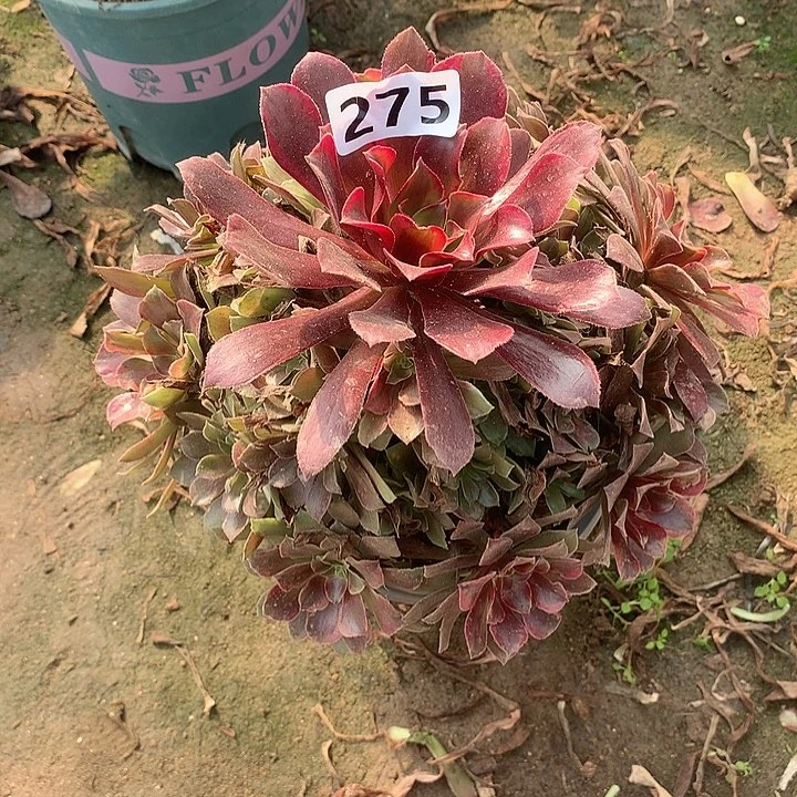 多肉植物蒙娜丽莎275