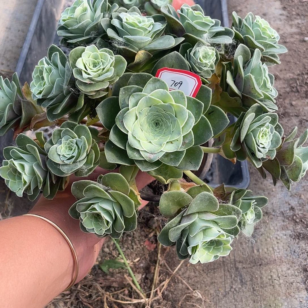 山地玫瑰不售后 709