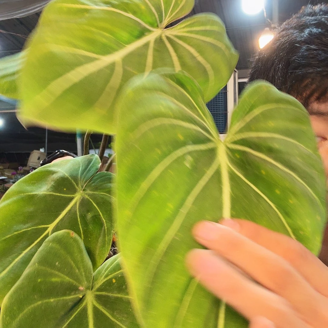 完全开放明脉蔓绿绒一颗无售后