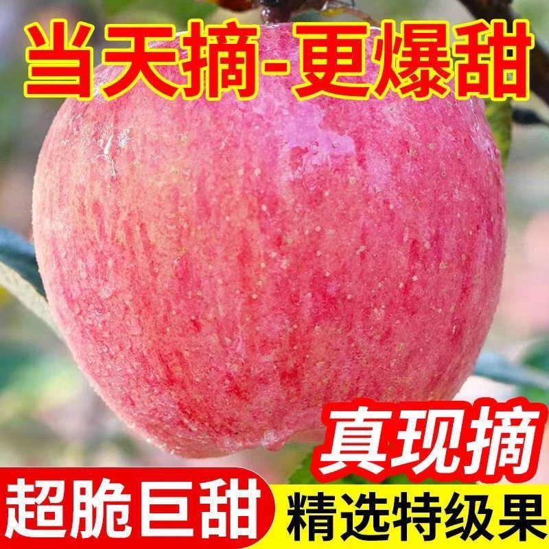 【当季新果】红富士苹果应季新鲜水果优选大果冰糖心苹果tg
