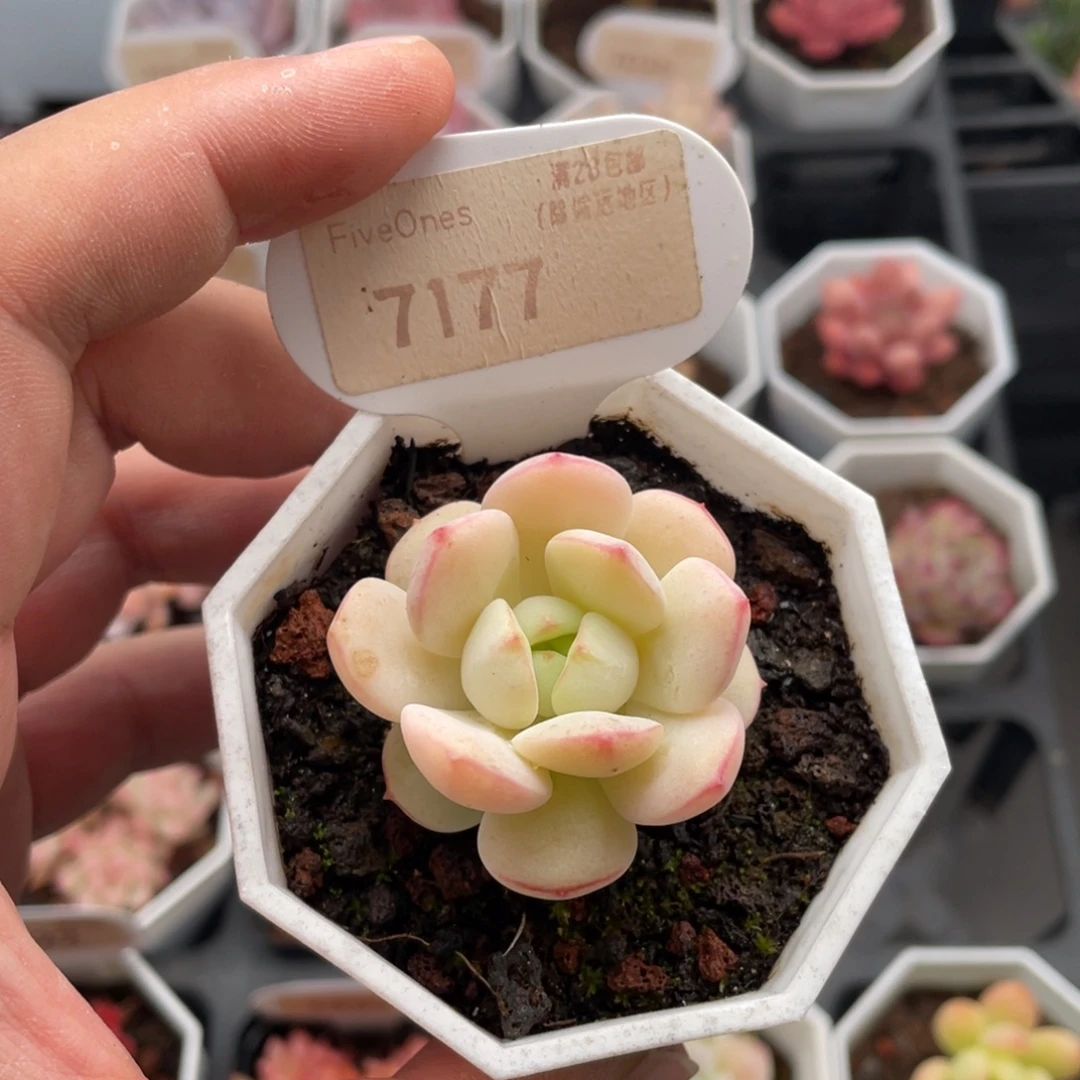 香草7177-4.0厘米