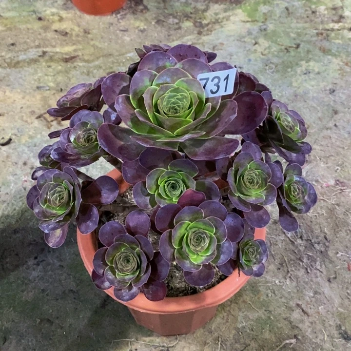 魅金玫瑰多肉731