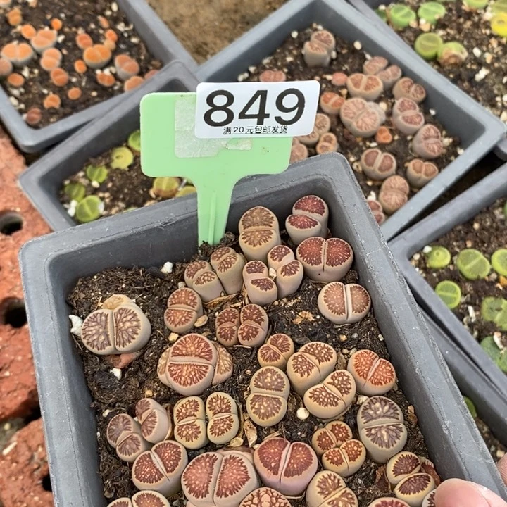 ?****生石花小苗849