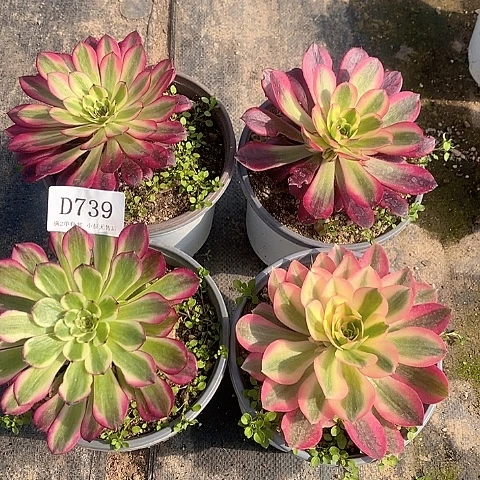 739法师多肉4颗一组