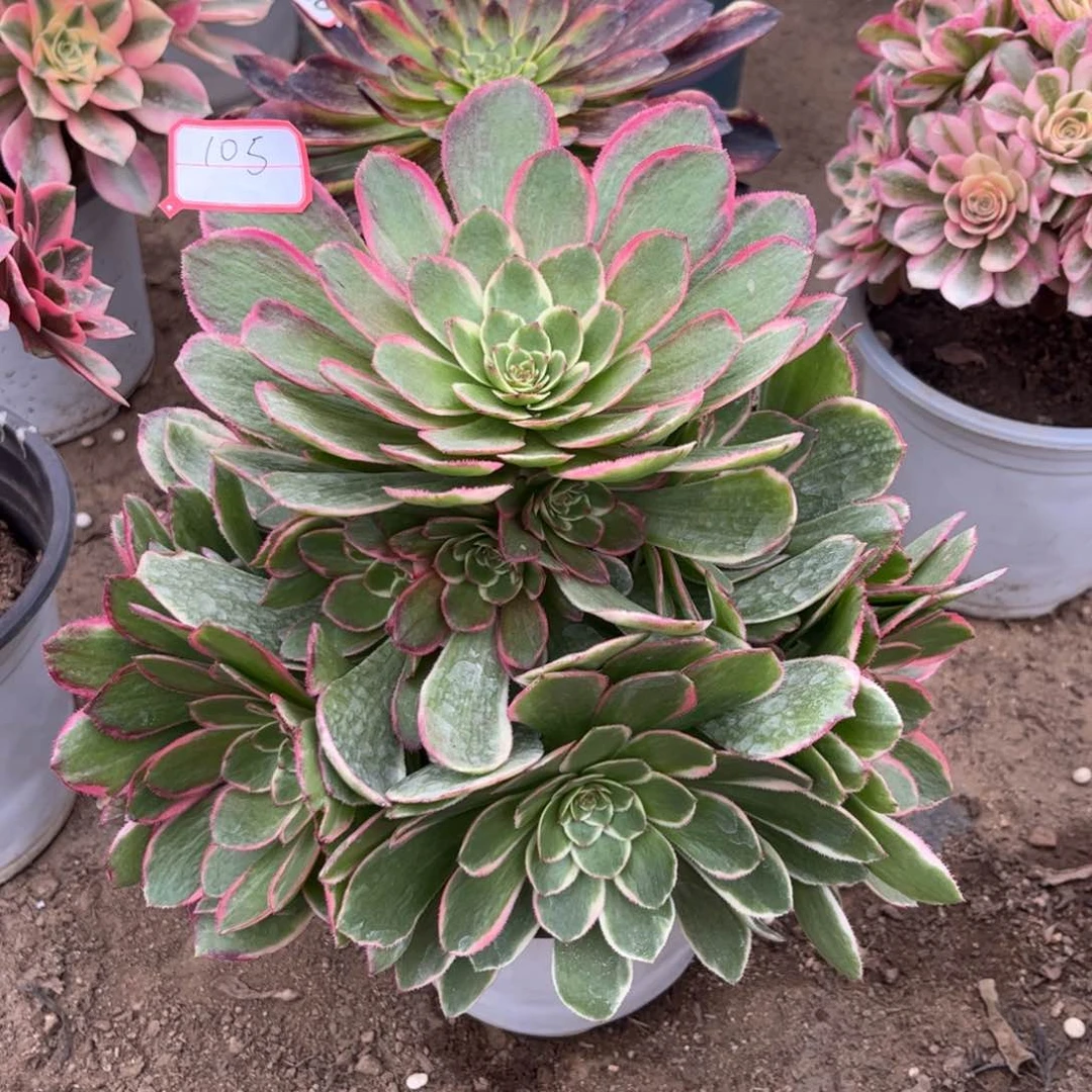 105多肉植物粉花妖