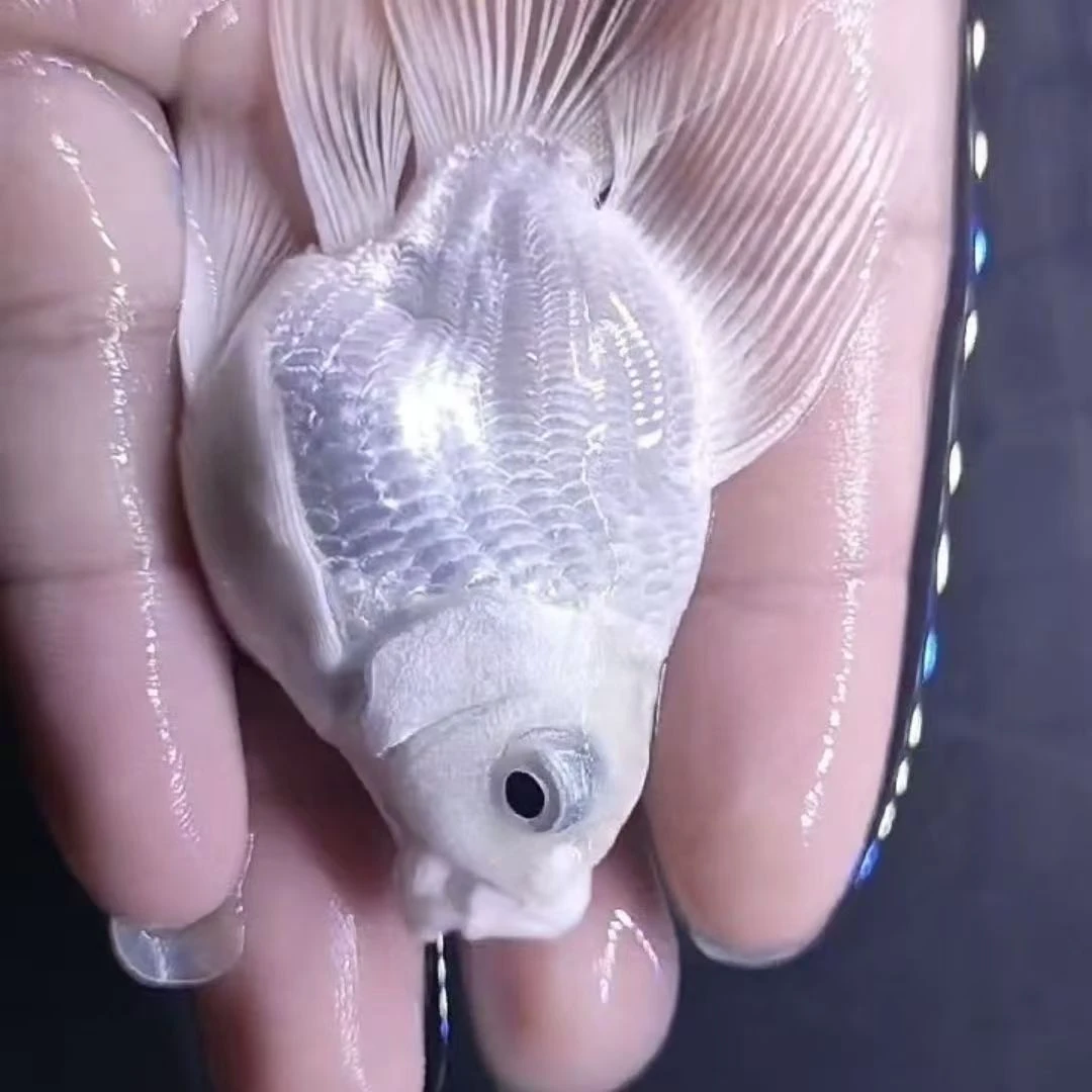 纯种球体短身蝴蝶鲤冷水淡水观赏鱼鱼观赏鱼好养耐活