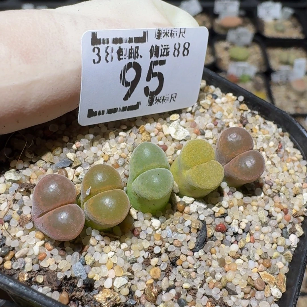zzzzz生石花肉锥95