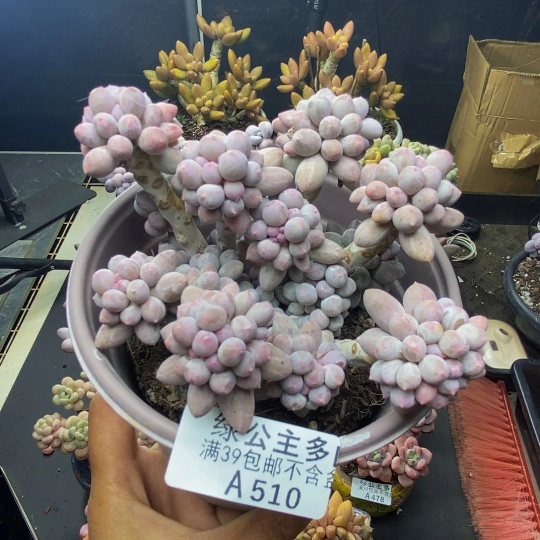 510香水手指奶多肉10c m