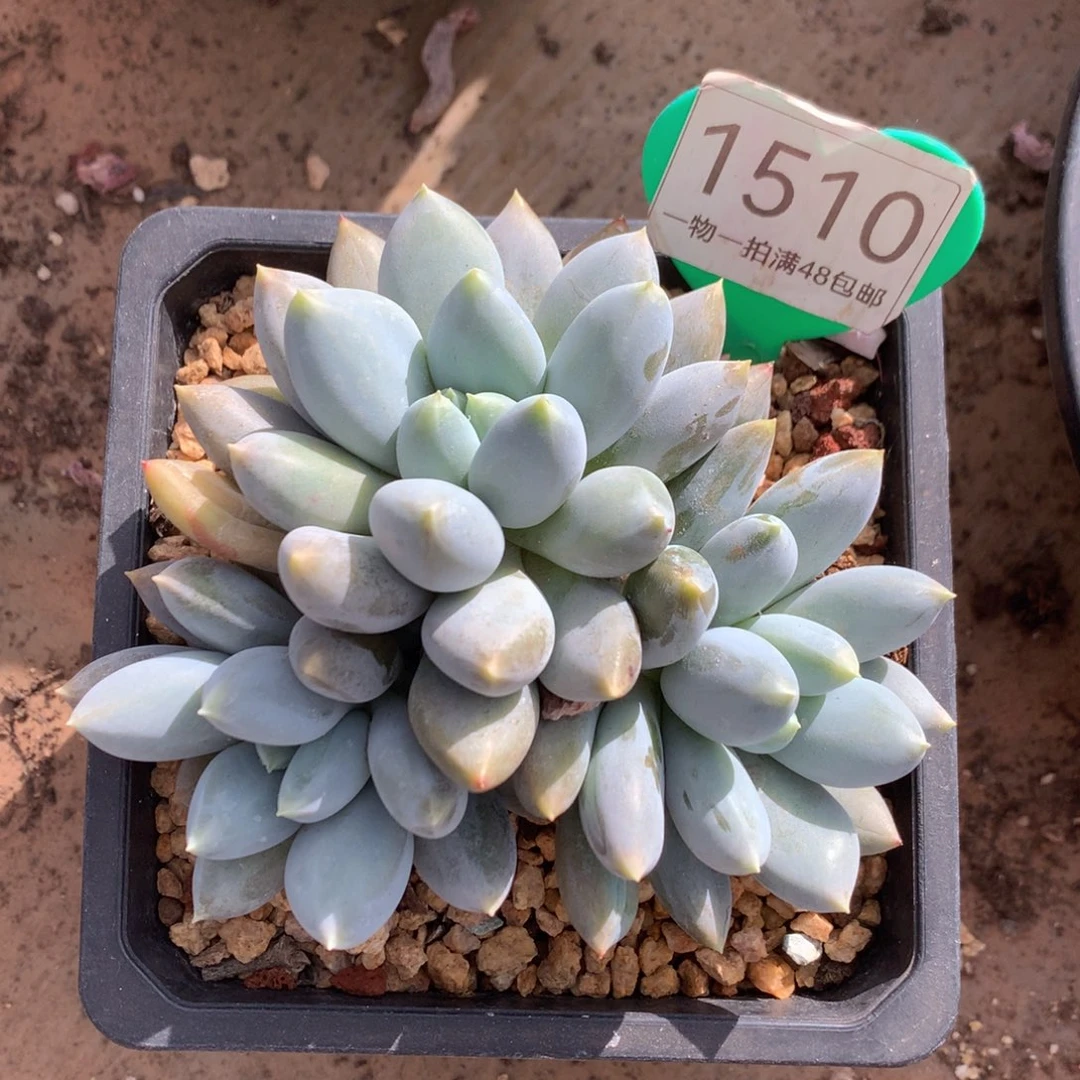 黄体哥特萝莉3头1510