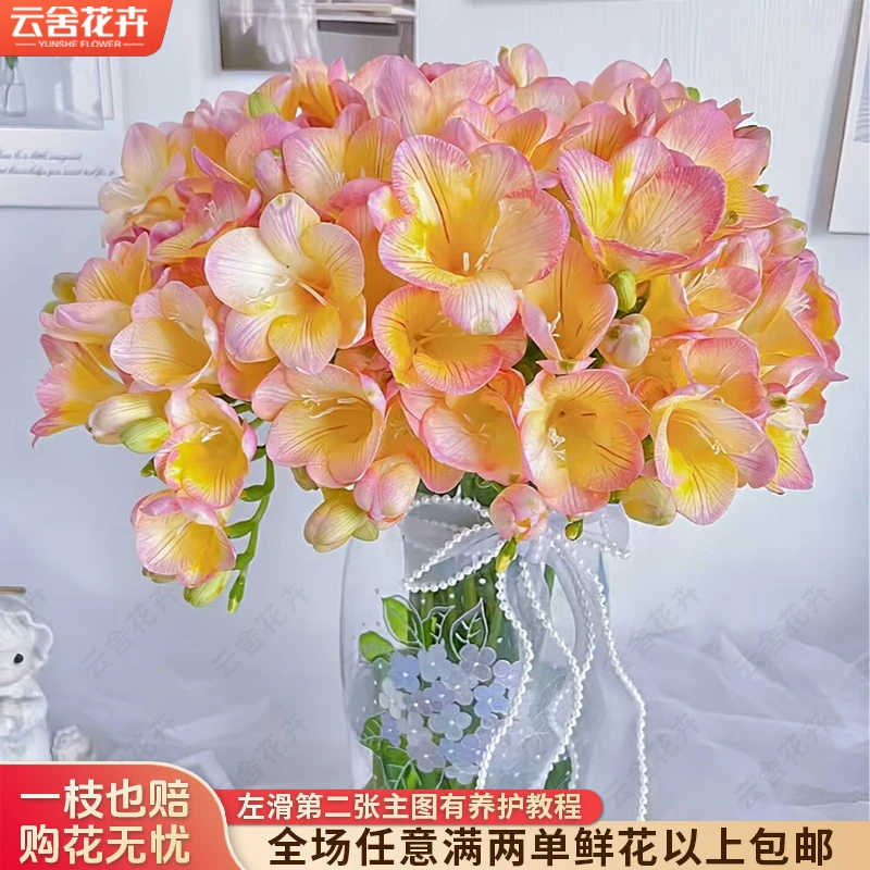 【云舍花卉】【香槟色】香雪兰 【不保水】任意满两单及以上鲜花包邮