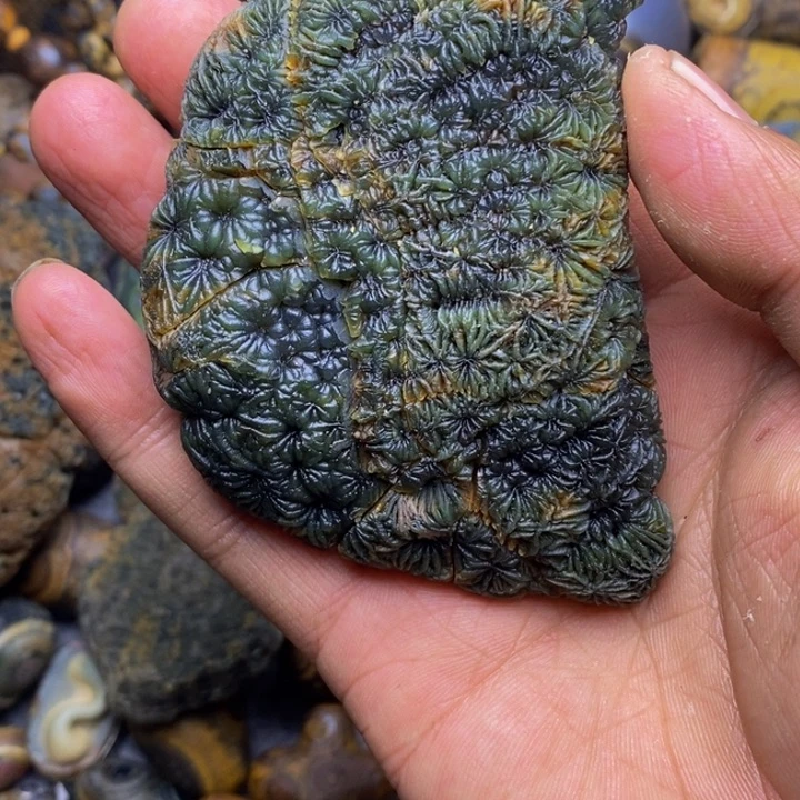 木胡***子四子王旗的历史