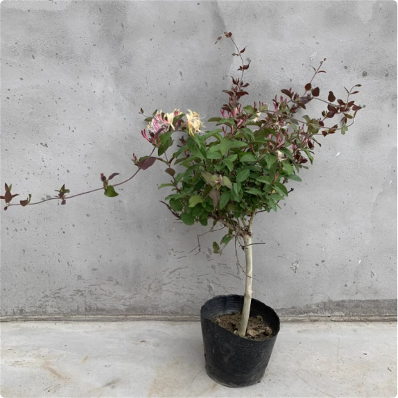 红色金银花树苗可食用药五彩老桩四季开花卉盆栽阳台庭院爬藤植物