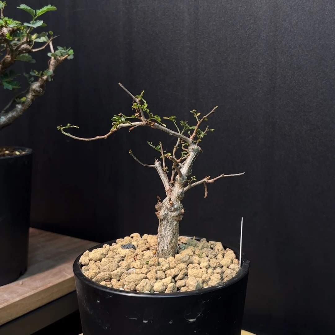 象足漆树带盆土6️⃣