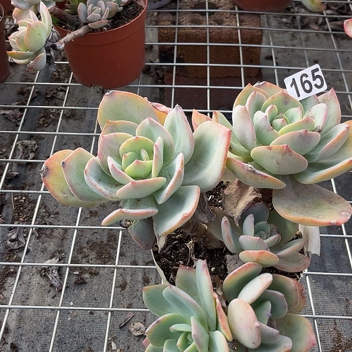 *****165白凤脱土发货不退不换