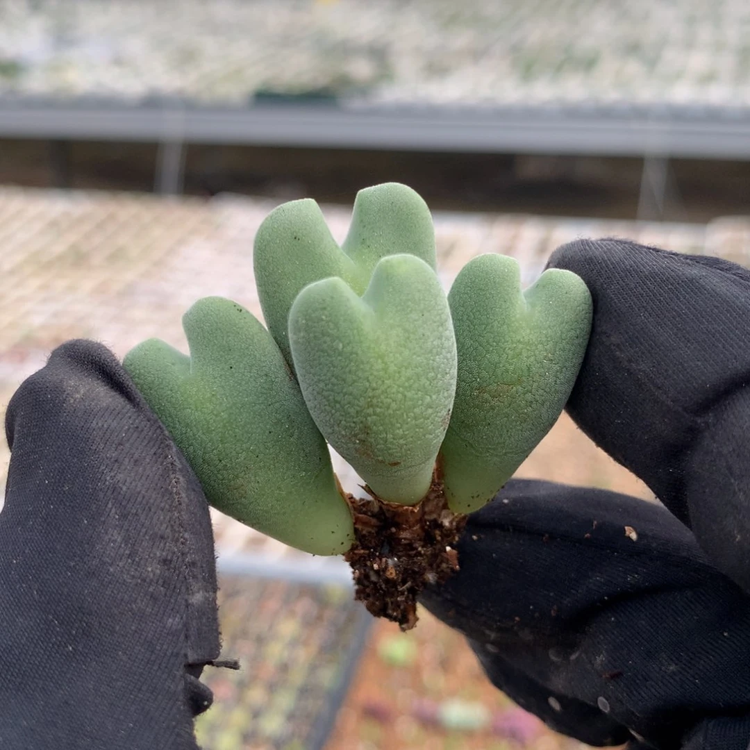 a725毛少将母本一颗