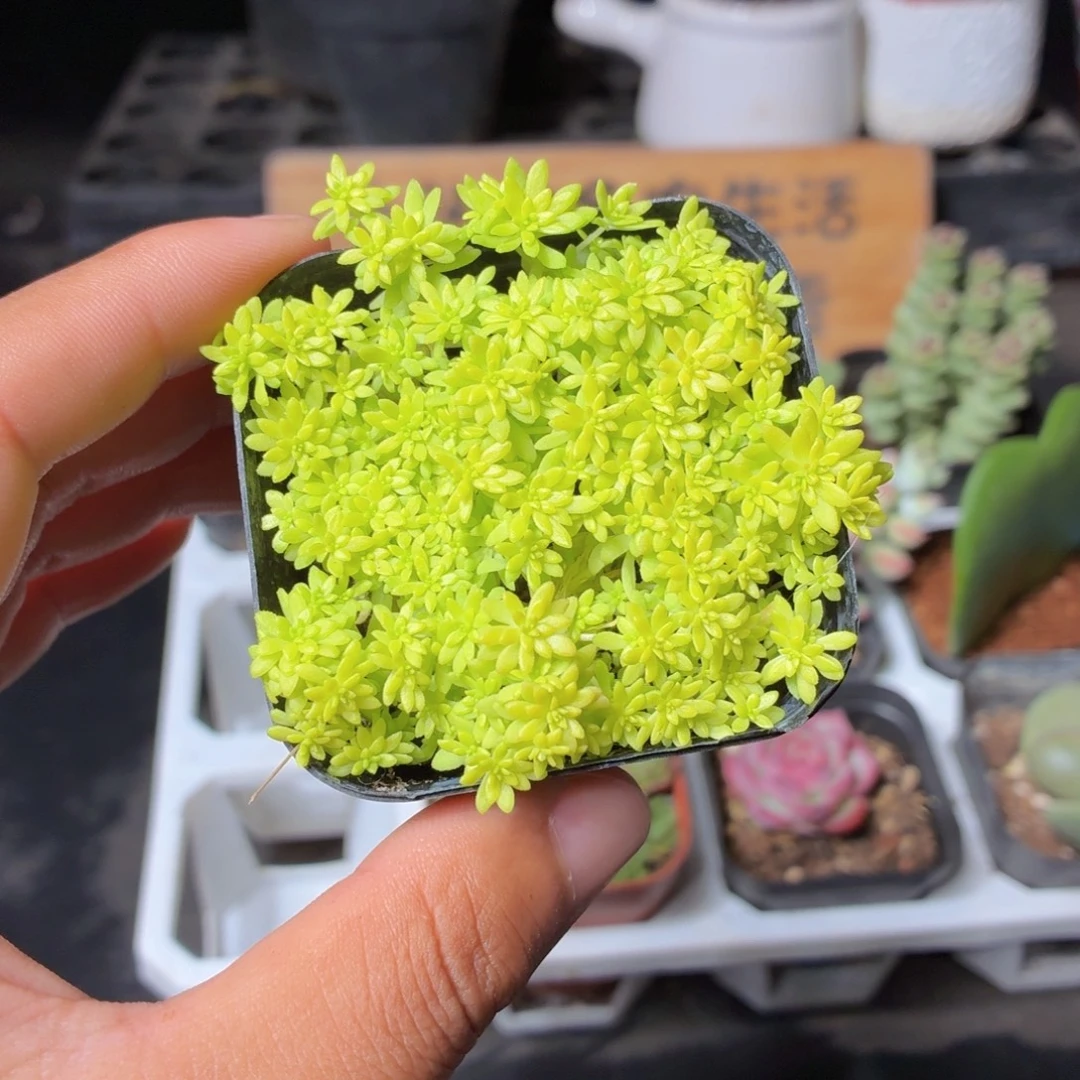 黄金草多肉9.9包邮发货