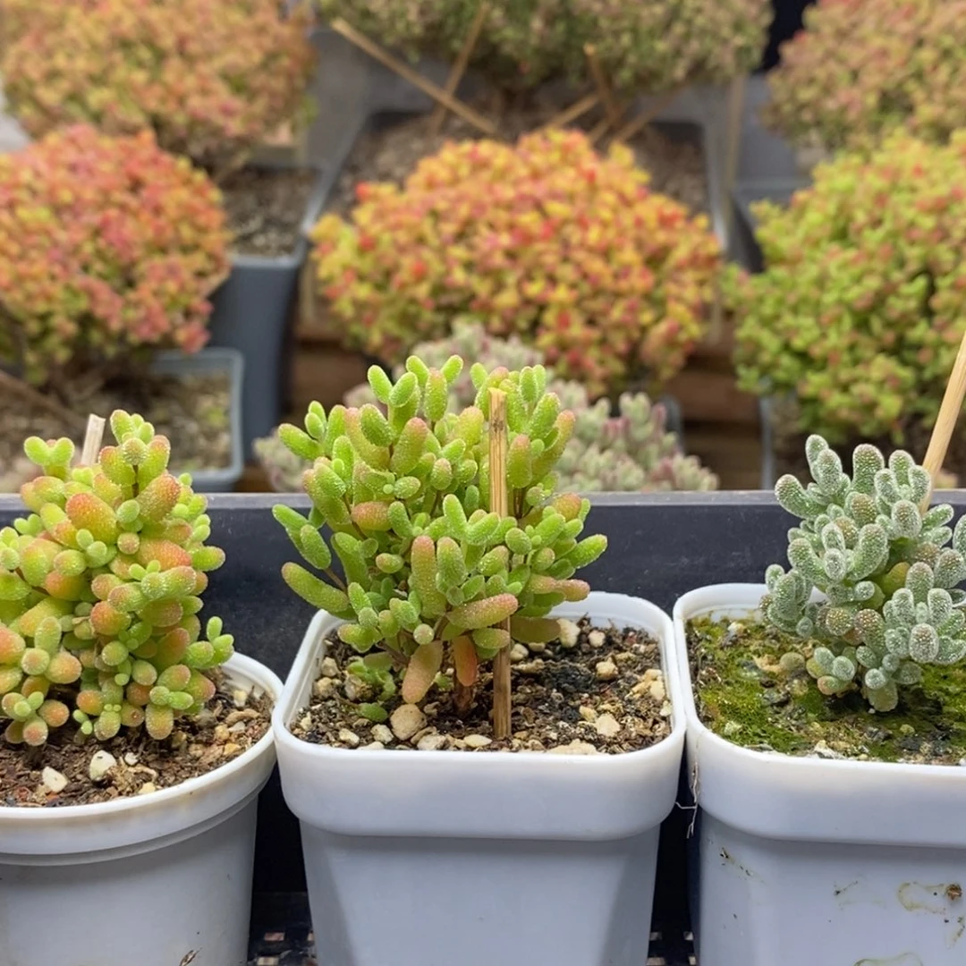 雯*优选组合0036枝干番杏