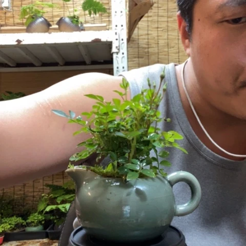 红陶一物一拍所见即所得28