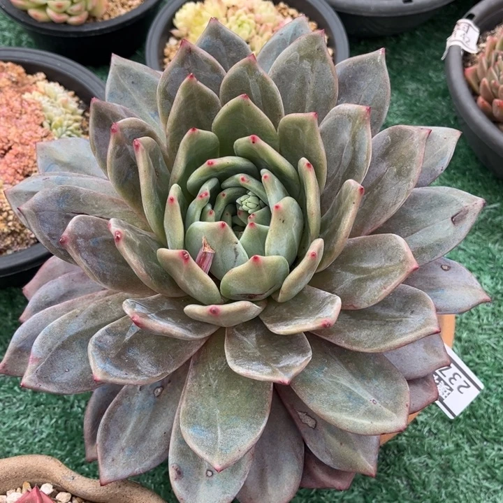 德国香槟2375多肉植物