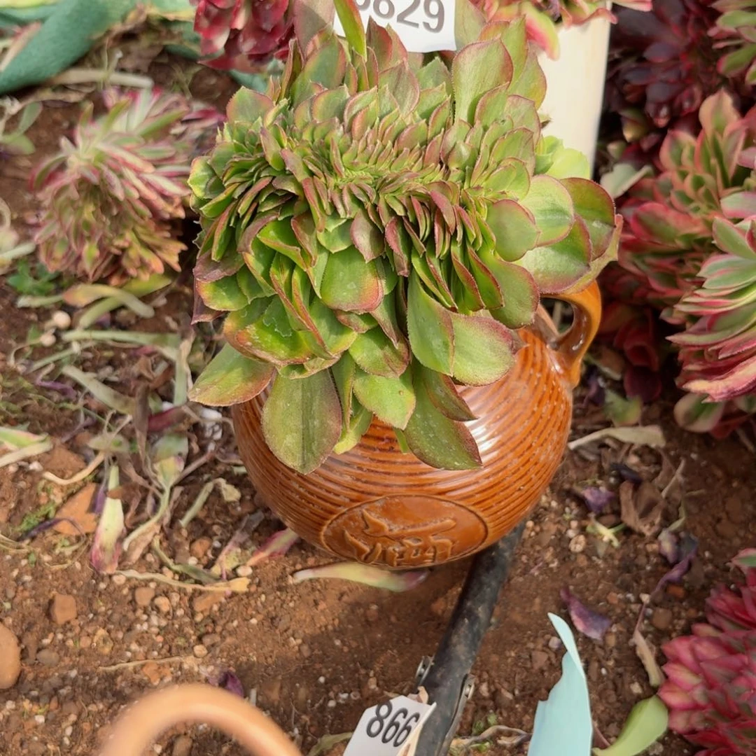 你8829 号多肉法师特价没有根