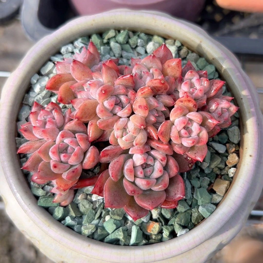 霜花（满38包邮）多肉