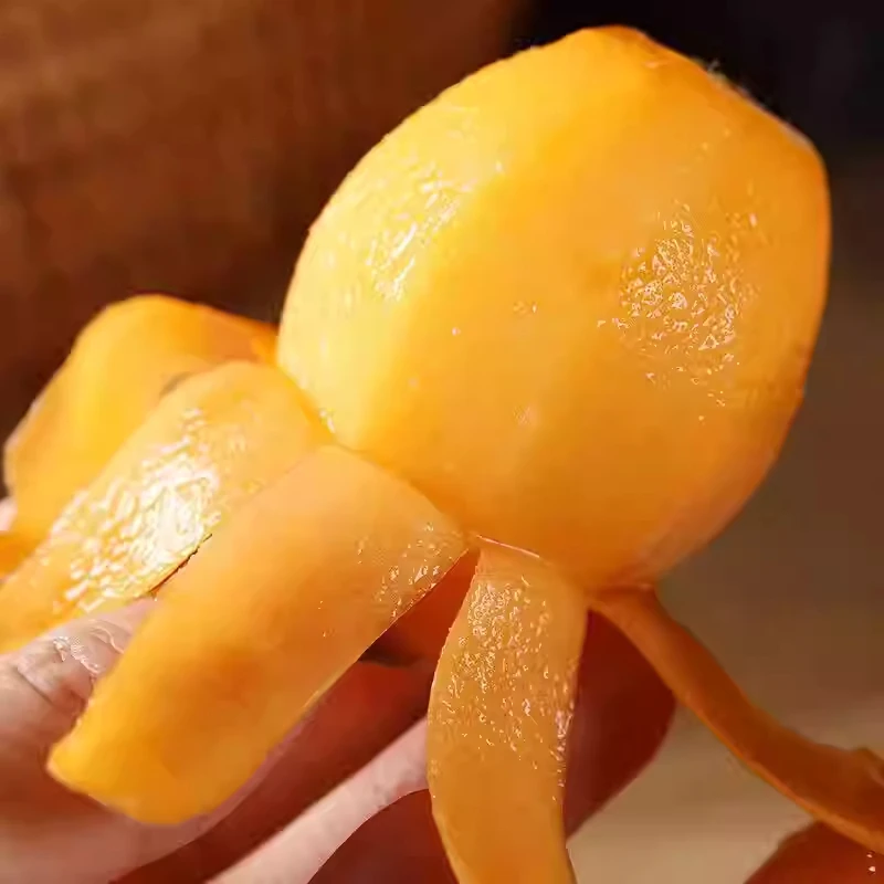 【白帝枇杷】庭院花盆屋前后容器苗甜度高晚熟品种